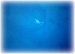 dive!